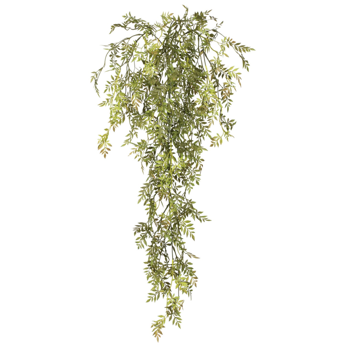 Dark Wisteria Mini Vine