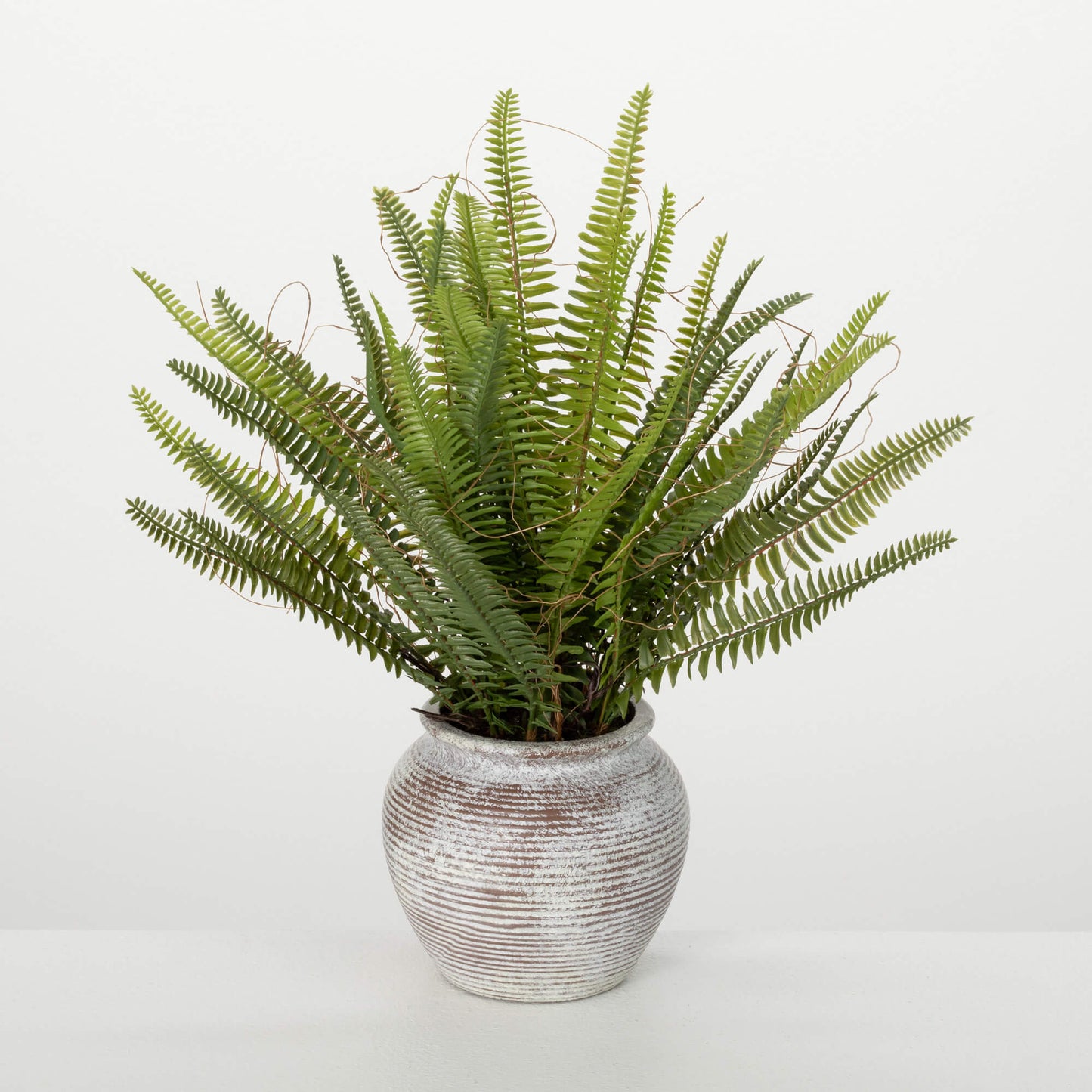 Potted Fern Bush