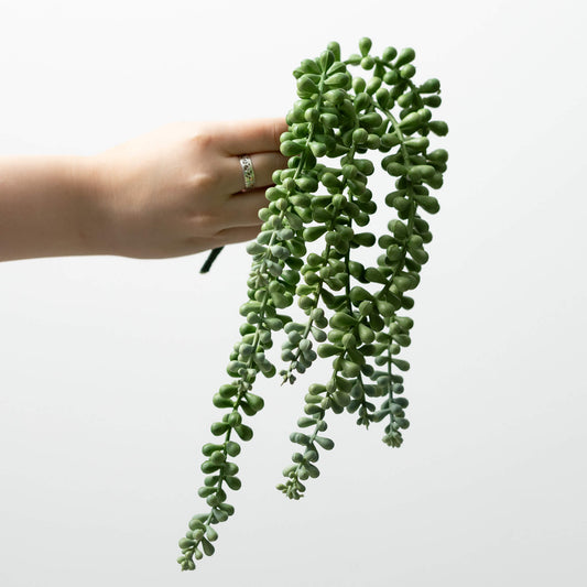 String of Pearl Pick