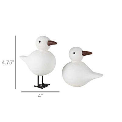 Pintail Gulls