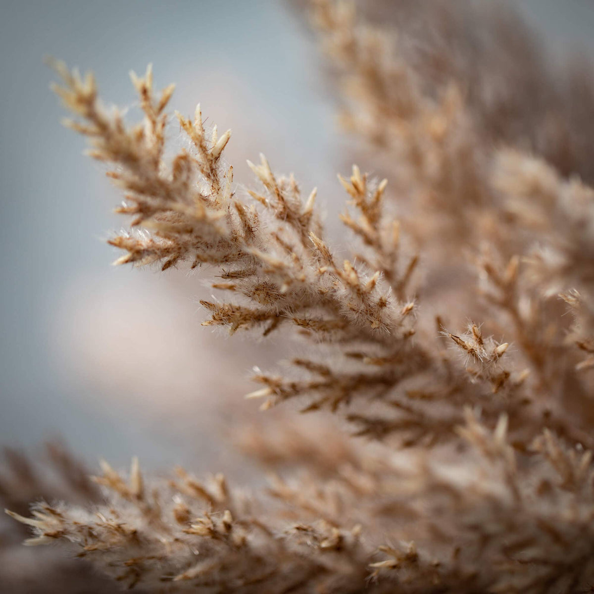 Pampas Grass Bush