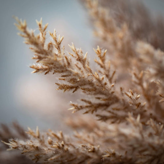 Pampas Grass Bush