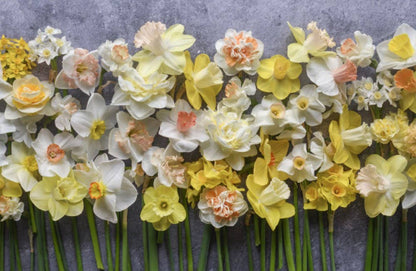 Daffodils: Beautiful Varieties for Home and Garden