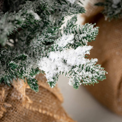 Snowy Pine Tree in Burlap