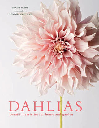 Dahlias