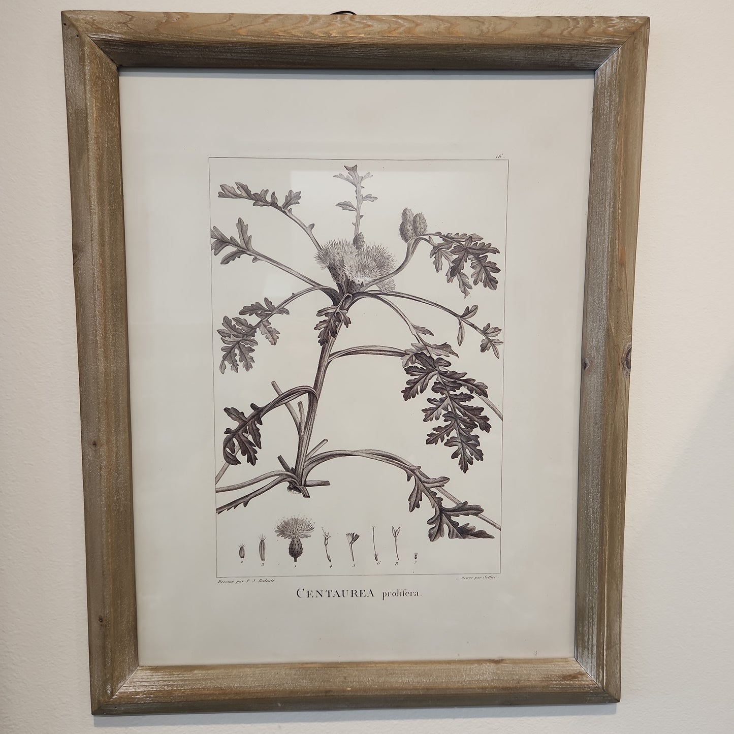 Botanical Illustration Centaurea Wall Decor