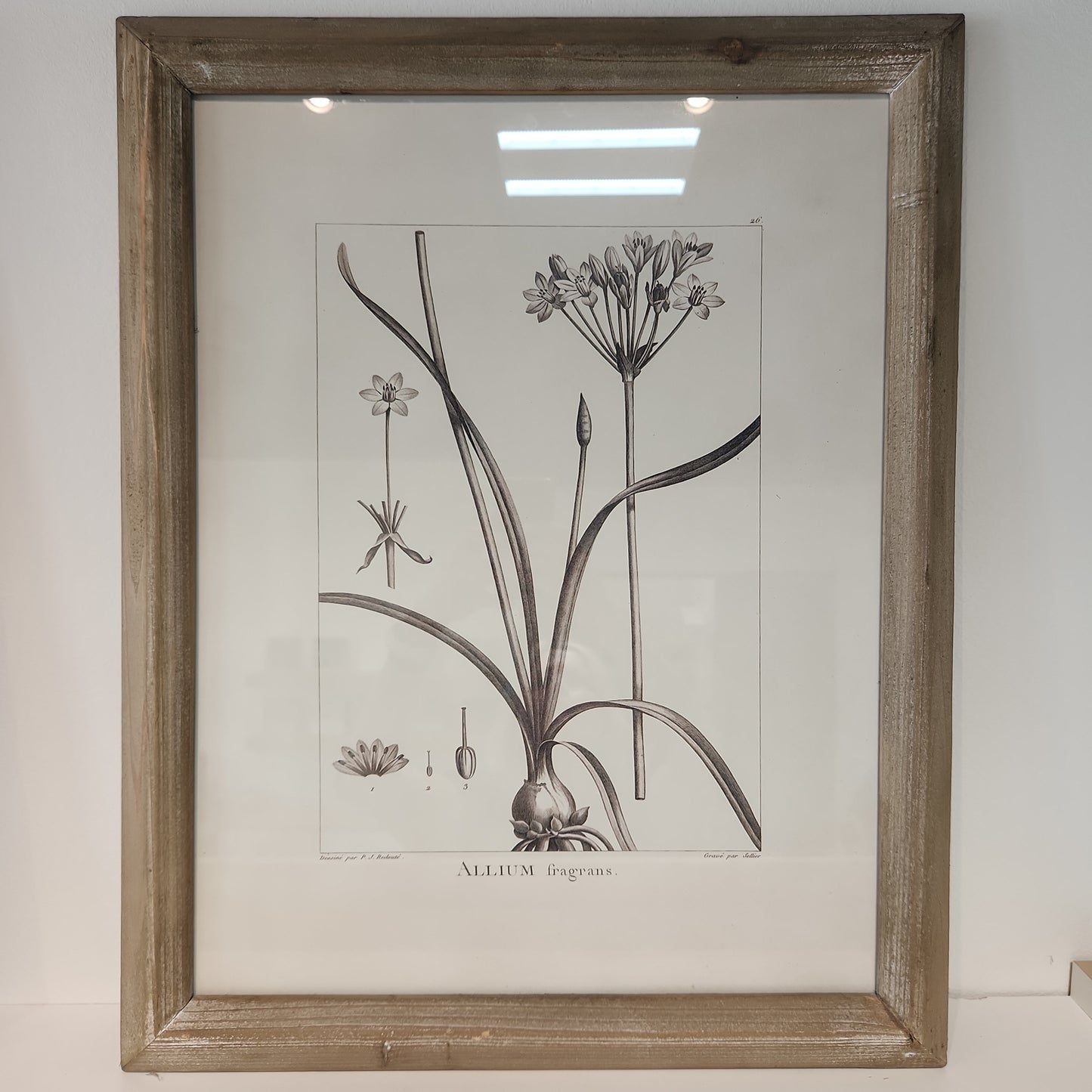 Botanical Illustration Allium Wall Decor