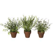 Foliage Potted Plants