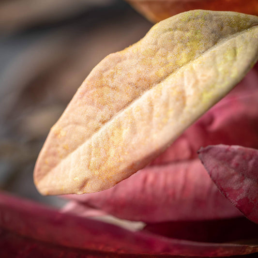 Leaf Spray