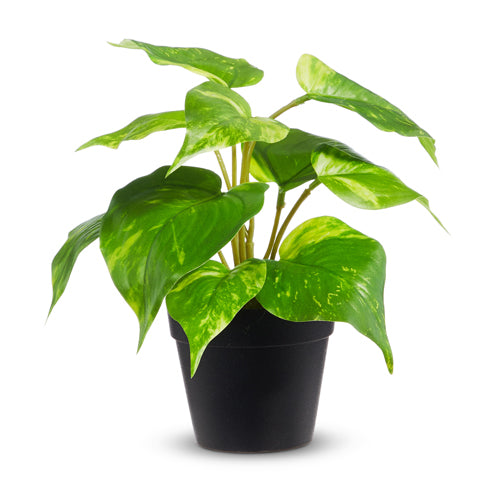golden pothos potting mix Raz Imports Potted Golden Pothos, 8.5" (4441883)