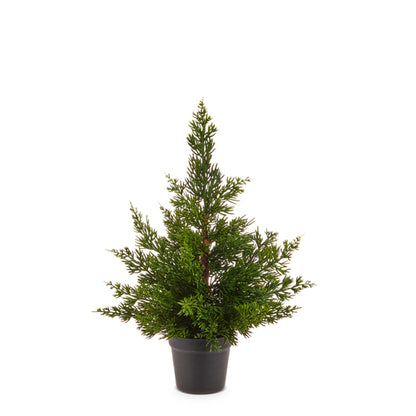 Potted Cedar Tree