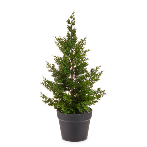 Potted Cedar Tree