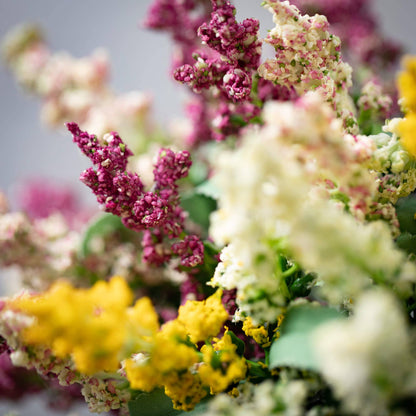 Mini Pastel Flowering Lavender