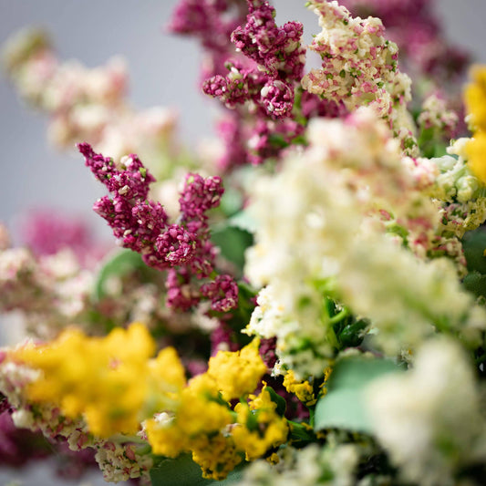 Mini Pastel Flowering Lavender
