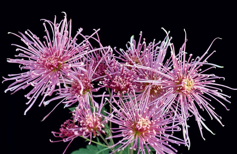 Chrysanthemums: Beautiful Varieties for Home and Garden