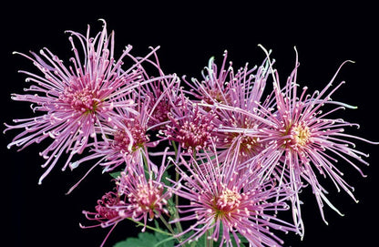 Chrysanthemums: Beautiful Varieties for Home and Garden