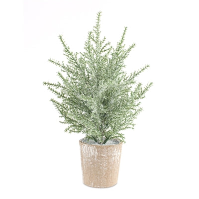 Potted Icy Pine Tree