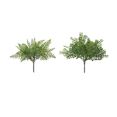 Fern Bush