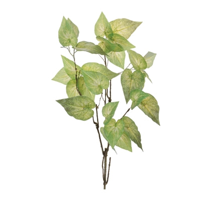 Anthurium Leaf Branch