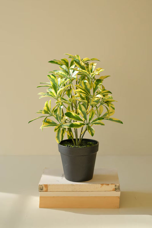 Artificial Schefflera in Black Pot