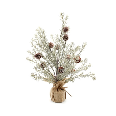 Japanese Cedar 16" Tree