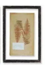 Vintage Fern Print #24404