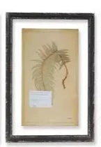 Vintage Fern Print #24343