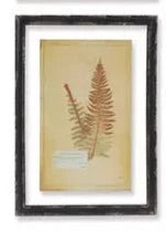 Vintage Fern Print #24398