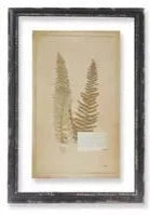 Vintage Fern Print #60780