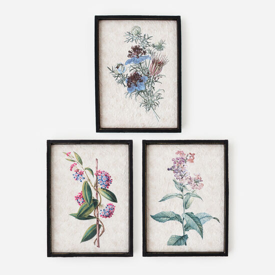 Framed Botanical Print