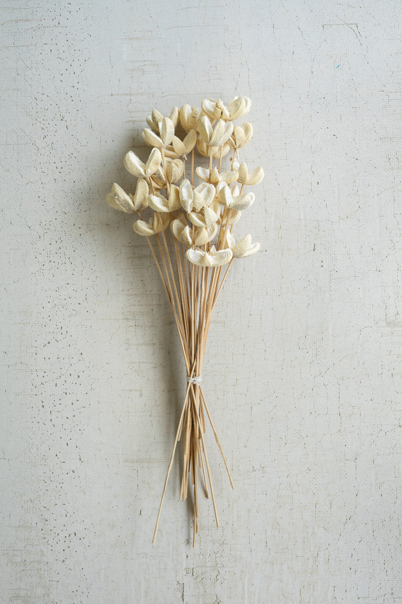 Bleached Bullet Flowers of Stems