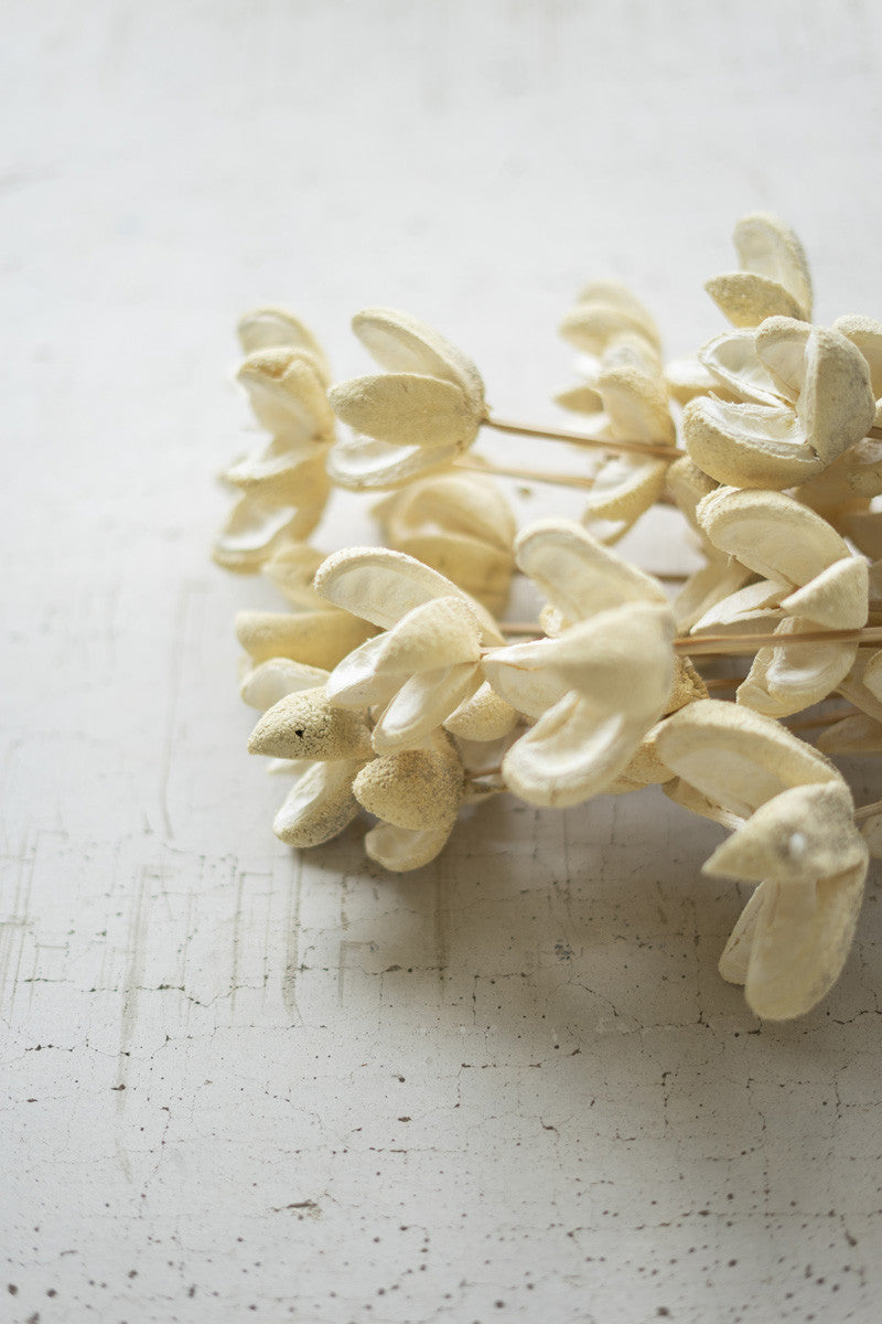 Bleached Bullet Flowers of Stems