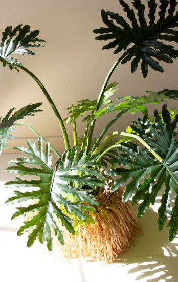 Split Leaf Palm Tree