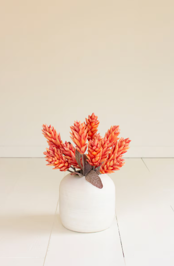 Coral Botanica