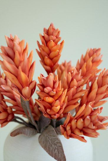 Coral Botanica