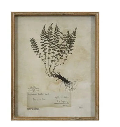 Shadow Box Fern Art