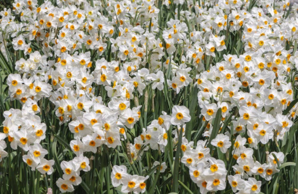 Daffodils: Beautiful Varieties for Home and Garden