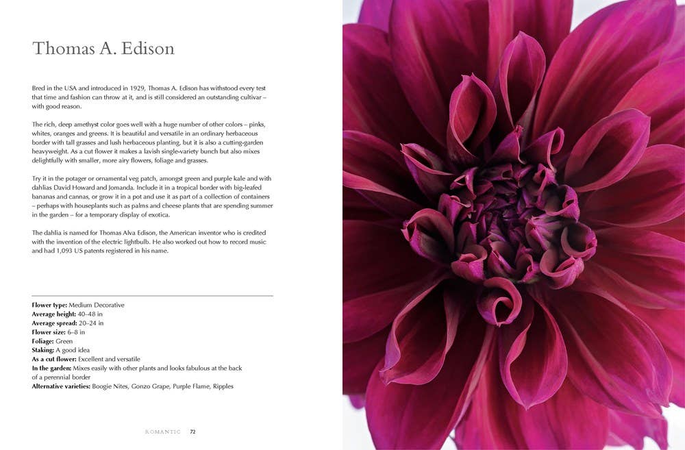 Dahlias: Beautiful Varieties for Home & Garden