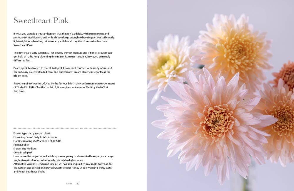 Chrysanthemums: Beautiful Varieties for Home and Garden