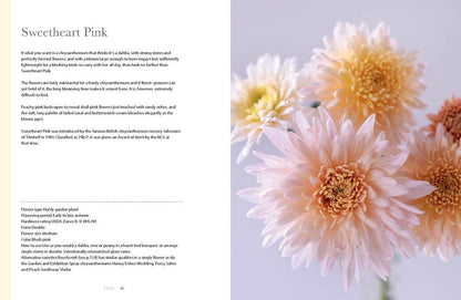 Chrysanthemums: Beautiful Varieties for Home and Garden