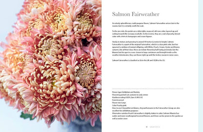 Chrysanthemums: Beautiful Varieties for Home and Garden