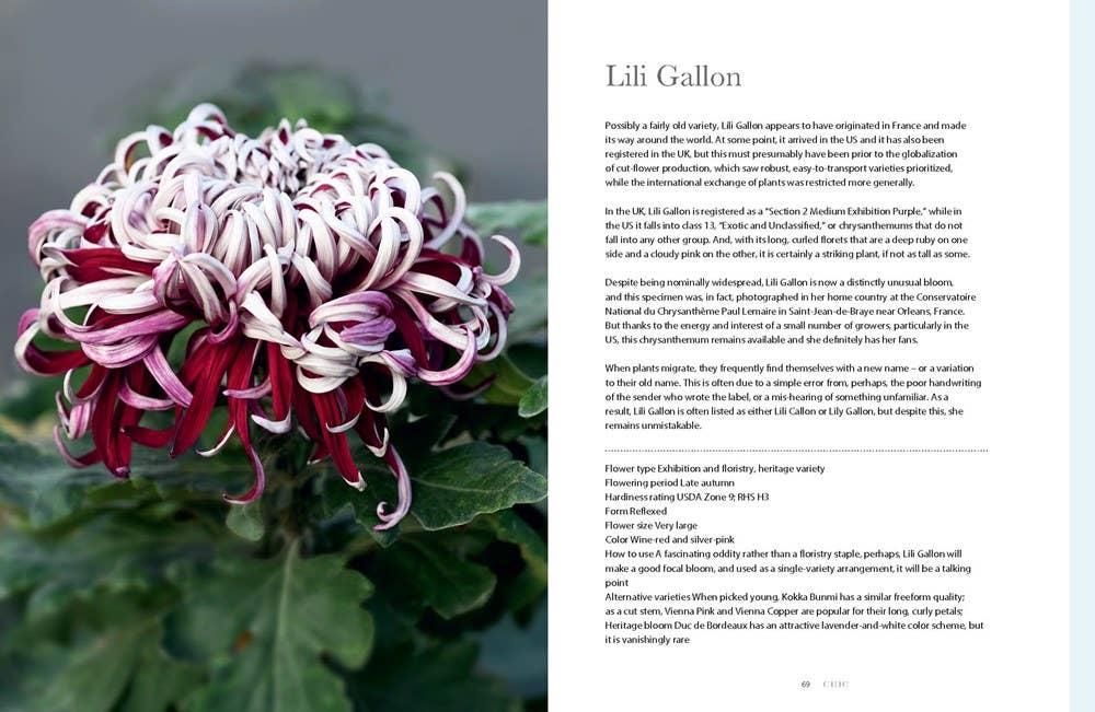 Chrysanthemums: Beautiful Varieties for Home and Garden