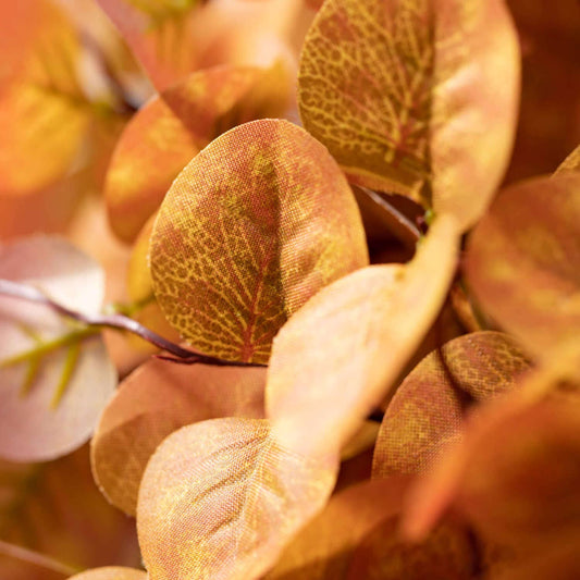 Eucalyptus Bundle
