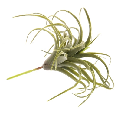 Faux Medium Tillandsia