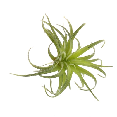 Faux Small Tillandsia