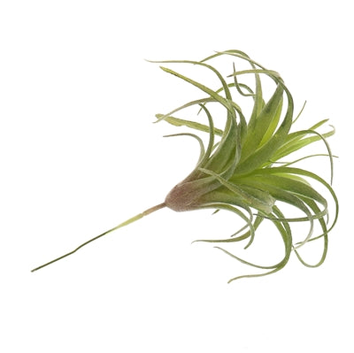 Faux Small Tillandsia