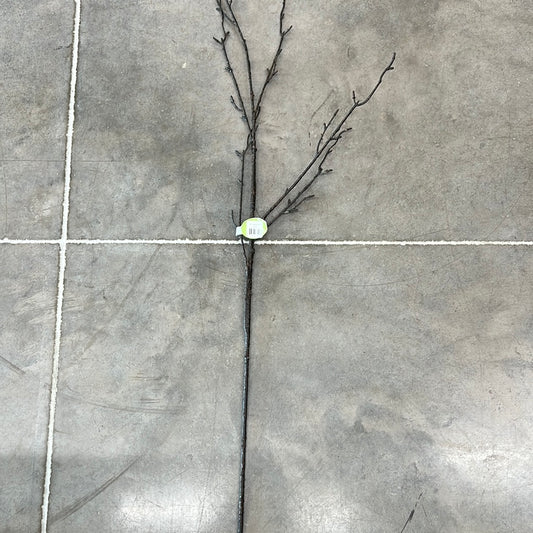 35” twig branch