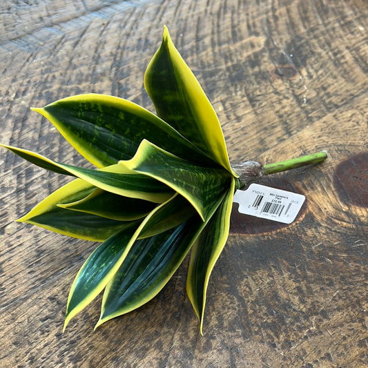 Mini Sanseveria Plant