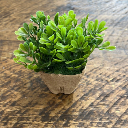 Faux Boxwood Plant in Paper Pot