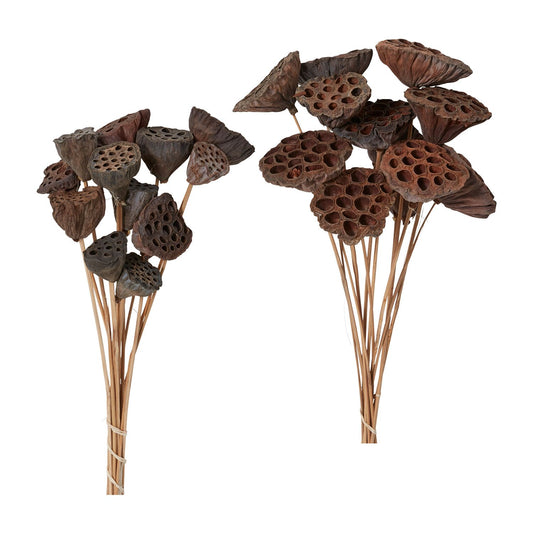 Dried Lotus Pods